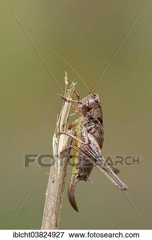 "Dark Bush-Cricket (Pholidoptera griseoaptera), female, North Rhine-Westphalia, Germany, Europe" View Large Photo Image Stock Photo - "Dark Bush-Cricket (Pholidoptera griseoaptera), female, North Rhine-Westphalia, Germany, Europe". Fotosearch