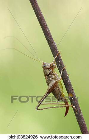 "Dark Bush-Cricket (Pholidoptera griseoaptera), female, North Rhine-Westphalia, Germany, Europe" View Large Photo Image Stock Photograph - "Dark Bush-Cricket (Pholidoptera griseoaptera), female, North Rhine-Westphalia, Germany, Europe". Fotosearch