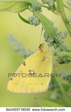 "Dark Clouded Yellow (Colias croceus), North Rhine-Westphalia, Germany, Europe" View Large Photo Image Stock Image - "Dark Clouded Yellow (Colias croceus), North Rhine-Westphalia, Germany, Europe". Fotosearch