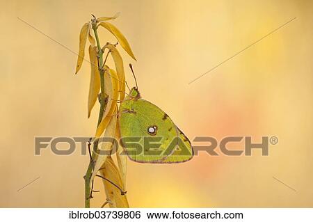 "Dark Clouded Yellow (Colias croceus), Thuringia, Thuringian Forest, Germany, Europe" View Large Photo Image Stock Photograph - "Dark Clouded Yellow (Colias croceus), Thuringia, Thuringian Forest, Germany, Europe". Fotosearch