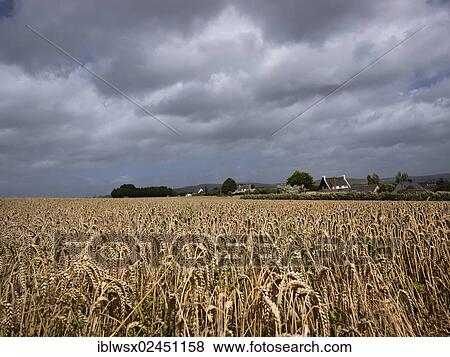 "Dark, cloudy sky over a field of grain, Finistere, Brittany, France, Europe, PublicGround, Europe" View Large Photo Image Stock Photo - "Dark, cloudy sky over a field of grain, Finistere, Brittany, France, Europe, PublicGround, Europe". Fotosearch
