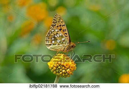 Stock Photo - "Dark Green Fritillary (Argynnis aglaja), adult, feeding on flower, England, United Kingdom, Europe". Fotosearch