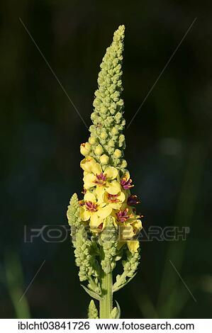 "Dark Mullein (Verbascum nigrum), North Rhine-Westphalia, Germany, Europe" View Large Photo Image Stock Photograph - "Dark Mullein (Verbascum nigrum), North Rhine-Westphalia, Germany, Europe". Fotosearch