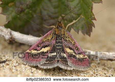 "Dark Purple Mint Moth (Pyrausta ostrinalis), adult, resting on sand dune, Whitford Burrows National Nature Reserve, Gower Peninsula, South Wales, United Kingdom, Europe" View Large Photo Image Stock Image - "Dark Purple Mint Moth (Pyrausta ostrinalis), adult, resting on sand dune, Whitford Burrows National Nature Reserve, Gower Peninsula, South Wales, United Kingdom, Europe". Fotosearch