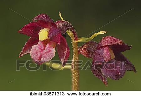 "Dark Red Helleborine or Royal Helleborine (Epipactis atrorubens), flowering, Hesse, Germany, Europe" View Large Photo Image Stock Image - "Dark Red Helleborine or Royal Helleborine (Epipactis atrorubens), flowering, Hesse, Germany, Europe". Fotosearch