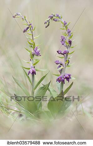 "Dark Red Helleborine or Royal Helleborine (Epipactis atrorubens), Nida, Curonian Spit, KlaipÄ—da County, Lithuania, Europe" View Large Photo Image Stock Photo - "Dark Red Helleborine or Royal Helleborine (Epipactis atrorubens), Nida, Curonian Spit, KlaipÄ—da County, Lithuania, Europe". Fotosearch