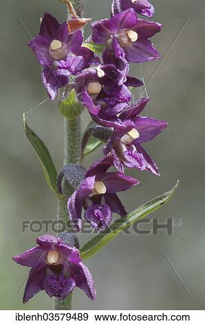 "Dark Red Helleborine or Royal Helleborine (Epipactis atrorubens), Nida, Curonian Spit, KlaipÄ—da County, Lithuania, Europe" View Large Photo Image Stock Photo - "Dark Red Helleborine or Royal Helleborine (Epipactis atrorubens), Nida, Curonian Spit, KlaipÄ—da County, Lithuania, Europe". Fotosearch