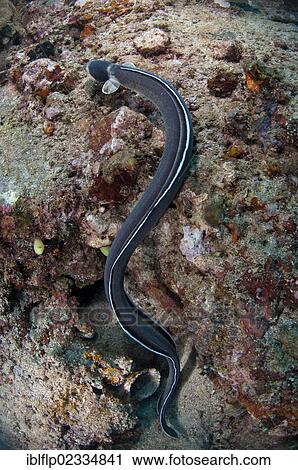 "Dark-shouldered Snake-eel (Ophichthus cephalozona), adult, swimming over reef, Lembeh Straits, Sulawesi, Sunda Islands, Indonesia, Southeast Asia, Asia" View Large Photo Image Stock Image - "Dark-shouldered Snake-eel (Ophichthus cephalozona), adult, swimming over reef, Lembeh Straits, Sulawesi, Sunda Islands, Indonesia, Southeast Asia, Asia". Fotosearch