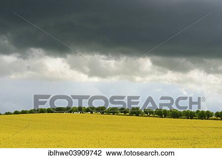 "Dark stratocumulus clouds over a rapeseed field and a row of trees, Mecklenburg-Western Pomerania, Germany, Europe" View Large Photo Image Stock Image - "Dark stratocumulus clouds over a rapeseed field and a row of trees, Mecklenburg-Western Pomerania, Germany, Europe". Fotosearch