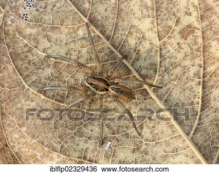 "Dark Wolfspider (Lycosa godeffroyi), adult, walking amongst leaf litter, Western Australia, Australia, Oceania" View Large Photo Image Stock Photograph - "Dark Wolfspider (Lycosa godeffroyi), adult, walking amongst leaf litter, Western Australia, Australia, Oceania". Fotosearch