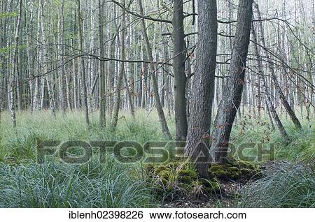 "Darss Forest, Black Alders (Alnus glutinosa), Silver Birches (Betula pendula), Mecklenburg-Western Pomerania, Germany, Europe" View Large Photo Image Stock Photograph - "Darss Forest, Black Alders (Alnus glutinosa), Silver Birches (Betula pendula), Mecklenburg-Western Pomerania, Germany, Europe". Fotosearch