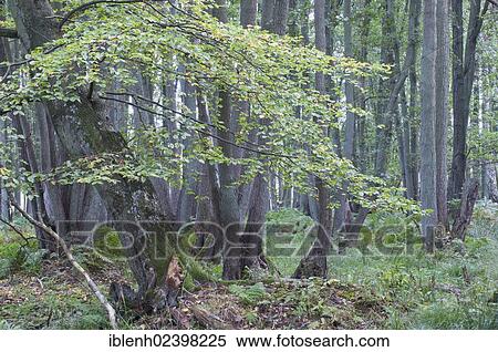Stock Photography - "Darss Forest, Common Beech trees (Fagus sylvatica), Black Alder (Alnus glutinosa), Mecklenburg-Western Pomerania, Germany, Europe". Fotosearch
