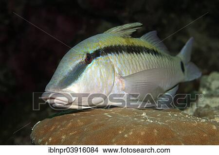 Picture - "Dash-and-dot Goatfish (Parupeneus barbe rinus) dormant, Great Barrier Reef, UNESCO World Natural Heritage Site, Pacific Ocean, Queensland, Australia, Oceania". Fotosearch