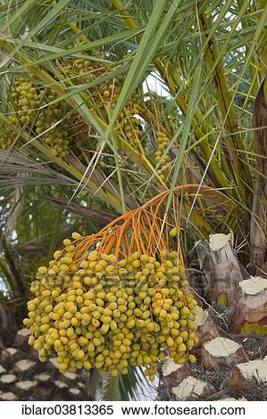 Stock Photography - "Date Palm (Phoenix canariensis), Fuerteventura, Canary Islands, Spain, Europe". Fotosearch