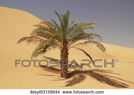 Picture - "Date Palm (Phoenix), Rub al Khali, Emirate of Abu Dhabi, United Arab Emirates, Asia". Fotosearch