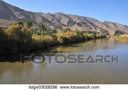 Stock Photograph - "Date palms (Phoenix dactylifera) on the banks of the Draa River at Agdz, Draatal, Souss-Massa-Draa region, Morocco, Africa". Fotosearch