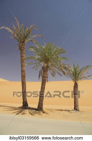 "Date Palms (Phoenix), Rub al Khali, Emirate of Abu Dhabi, United Arab Emirates, Asia" View Large Photo Image Stock Photograph - "Date Palms (Phoenix), Rub al Khali, Emirate of Abu Dhabi, United Arab Emirates, Asia". Fotosearch
