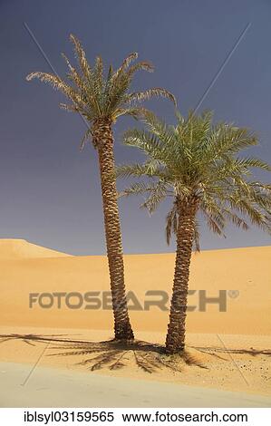 "Date Palms (Phoenix), Rub al Khali, Emirate of Abu Dhabi, United Arab Emirates, Asia" View Large Photo Image Stock Photography - "Date Palms (Phoenix), Rub al Khali, Emirate of Abu Dhabi, United Arab Emirates, Asia". Fotosearch