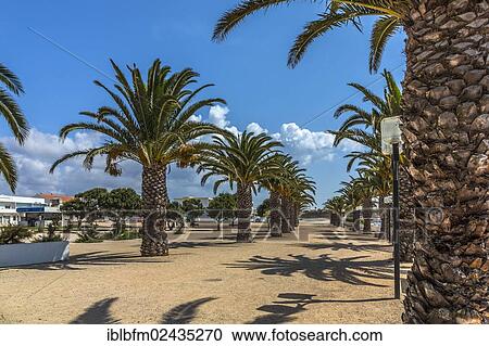 "Date palms (Phoenix sp. ), Jardim de Sagres, Sagres, Algarve, Portugal, Europe" View Large Photo Image Stock Image - "Date palms (Phoenix sp. ), Jardim de Sagres, Sagres, Algarve, Portugal, Europe". Fotosearch