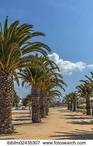 "Date palms (Phoenix sp. ), Jardim de Sagres, Sagres, Algarve, Portugal, Europe" View Large Photo Image Stock Photo - "Date palms (Phoenix sp. ), Jardim de Sagres, Sagres, Algarve, Portugal, Europe". Fotosearch