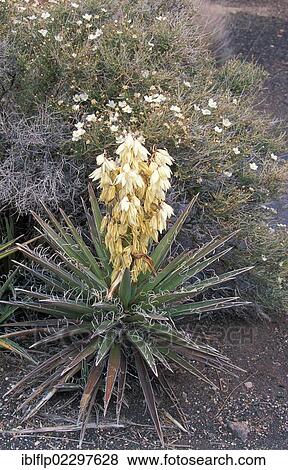 Datil yucca or Banana yucca (Yucca baccata) View Large Photo Image Stock Photo - Datil yucca or Banana yucca (Yucca baccata). Fotosearch