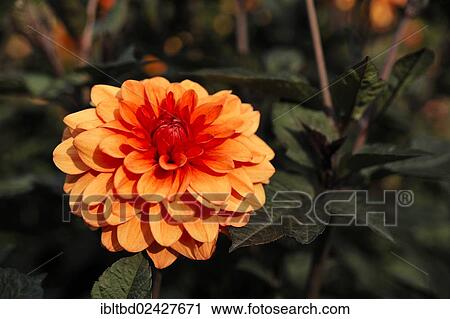 "David Howard"""", orange Dahlia (Dahlia)" View Large Photo Image Stock Image - "David Howard"""", orange Dahlia (Dahlia)". Fotosearch