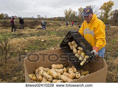 "David Sokol helps as volunteers collect leftover squash from a farmer's field for distribution to those in need; the produce is distributed to soup kitchens, food banks, and shelters by a nonprofit organization, Forgotten Harvest, Ray, Michigan, USA" View Large Photo Image Stock Photo - "David Sokol helps as volunteers collect leftover squash from a farmer's field for distribution to those in need; the produce is distributed to soup kitchens, food banks, and shelters by a nonprofit organization, Forgotten Harvest, Ray, Michigan, USA". Fotosearch