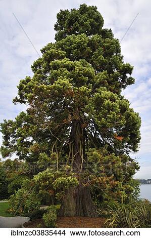 "Dawn Redwood (Metasequoia glyptostroboides), Mainau, Baden-Wurttemberg, Germany, Europe" View Large Photo Image Picture - "Dawn Redwood (Metasequoia glyptostroboides), Mainau, Baden-Wurttemberg, Germany, Europe". Fotosearch