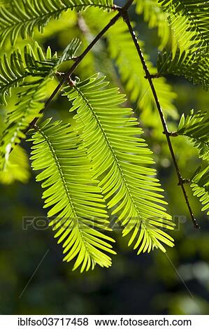 "Dawn Redwood (Metasequoia glyptostroboides), Thuringia, Germany, Europe" View Large Photo Image Stock Photo - "Dawn Redwood (Metasequoia glyptostroboides), Thuringia, Germany, Europe". Fotosearch