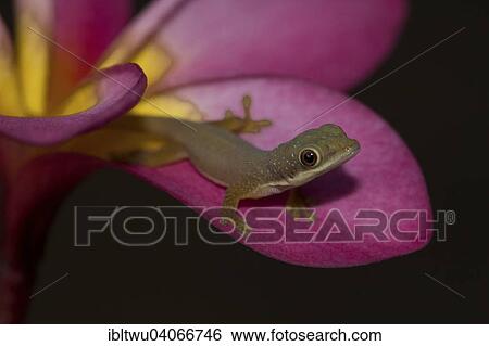 Stock Photograph - "Day Gecko (Phelsuma spp. ), young, Ramena, northern Madagascar, Madagascar, Africa". Fotosearch