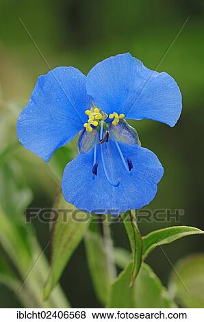 Stock Photo - "Dayflower (Commelina tuberosa), native to Central America and South America". Fotosearch