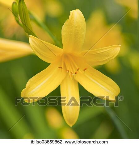"Daylily (Hemerocallis), flower, garden plant, native from Central Europe to East Asia, Thuringia, Germany, Europe" View Large Photo Image Stock Image - "Daylily (Hemerocallis), flower, garden plant, native from Central Europe to East Asia, Thuringia, Germany, Europe". Fotosearch
