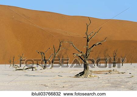 "Dead acacia trees and red sand dunes, Dead Vlei, Sossusvlei, Namib Desert, Namib Naukluft Park, Khomas Region, Namibia, Africa" View Large Photo Image Stock Image - "Dead acacia trees and red sand dunes, Dead Vlei, Sossusvlei, Namib Desert, Namib Naukluft Park, Khomas Region, Namibia, Africa". Fotosearch