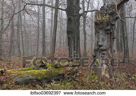 Stock Photo - "Dead beech (Fagus sylvatica) with tinder fungus (Fomes fomentarius), Hainich National Park, Thuringia, Germany, Europe". Fotosearch