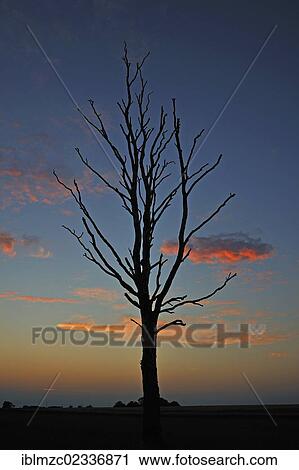 "Dead birch tree (Betula), silhouetted against the evening sky, Kuhlrade, Mecklenburg-Western Pomerania, Deutschalnd, Europe" View Large Photo Image Stock Image - "Dead birch tree (Betula), silhouetted against the evening sky, Kuhlrade, Mecklenburg-Western Pomerania, Deutschalnd, Europe". Fotosearch