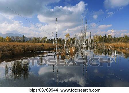 Picture - "Dead birch trees in a moor, Kendlmuhlfilzn raised bog or upland moor, near Grassau, Upper Bavaria, Bavaria, Germany, Europe". Fotosearch