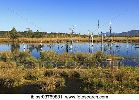 Stock Image - "Dead birch trees in a moor, Kendlmuhlfilzn raised bog or upland moor, near Grassau, Upper Bavaria, Bavaria, Germany, Europe". Fotosearch