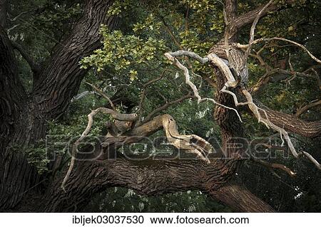 "Dead branches of a Pedunculate Oak (Quercus robur), Byttna-Hain, Spreewald, biosphere reserve Spreewald, Brandenburg, Germany, Europe" View Large Photo Image Stock Image - "Dead branches of a Pedunculate Oak (Quercus robur), Byttna-Hain, Spreewald, biosphere reserve Spreewald, Brandenburg, Germany, Europe". Fotosearch
