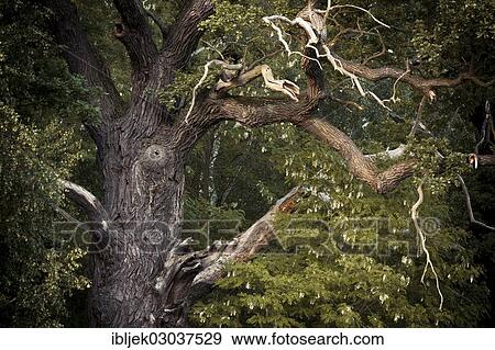 "Dead branches of a Pedunculate Oak (Quercus robur), Byttna-Hain, Spreewald, biosphere reserve Spreewald, Brandenburg, Germany, Europe" View Large Photo Image Stock Photo - "Dead branches of a Pedunculate Oak (Quercus robur), Byttna-Hain, Spreewald, biosphere reserve Spreewald, Brandenburg, Germany, Europe". Fotosearch