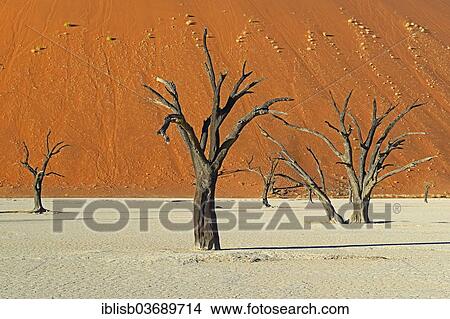 "Dead Camel Thorn or Giraffe Thorn (Acacia erioloba) trees in the evening light, Deadvlei, Sossusvlei, Namib-Naukluft Park, Namib Desert, Namibia, Africa" View Large Photo Image Picture - "Dead Camel Thorn or Giraffe Thorn (Acacia erioloba) trees in the evening light, Deadvlei, Sossusvlei, Namib-Naukluft Park, Namib Desert, Namibia, Africa". Fotosearch