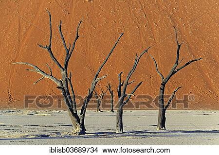 "Dead Camel Thorn or Giraffe Thorn (Acacia erioloba) trees in the evening light, Deadvlei, Sossusvlei, Namib-Naukluft Park, Namib Desert, Namibia, Africa" View Large Photo Image Picture - "Dead Camel Thorn or Giraffe Thorn (Acacia erioloba) trees in the evening light, Deadvlei, Sossusvlei, Namib-Naukluft Park, Namib Desert, Namibia, Africa". Fotosearch