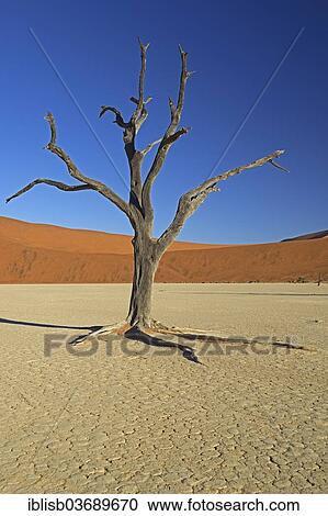 "Dead Camel Thorn or Giraffe Thorn (Acacia erioloba) in the evening light, Deadvlei, Sossusvlei, Namib-Naukluft Park, Namib Desert, Namibia, Africa" View Large Photo Image Stock Image - "Dead Camel Thorn or Giraffe Thorn (Acacia erioloba) in the evening light, Deadvlei, Sossusvlei, Namib-Naukluft Park, Namib Desert, Namibia, Africa". Fotosearch
