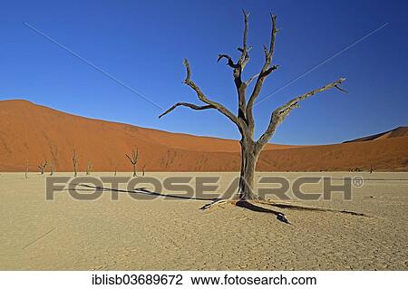 "Dead Camel Thorn or Giraffe Thorn (Acacia erioloba) in the evening light, Deadvlei, Sossusvlei, Namib-Naukluft Park, Namib Desert, Namibia, Africa" View Large Photo Image Stock Image - "Dead Camel Thorn or Giraffe Thorn (Acacia erioloba) in the evening light, Deadvlei, Sossusvlei, Namib-Naukluft Park, Namib Desert, Namibia, Africa". Fotosearch