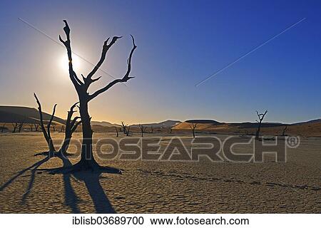 "Dead Camel Thorn or Giraffe Thorn (Acacia erioloba) trees in the evening light, Deadvlei, Sossusvlei, Namib-Naukluft Park, Namib Desert, Namibia, Africa" View Large Photo Image Stock Image - "Dead Camel Thorn or Giraffe Thorn (Acacia erioloba) trees in the evening light, Deadvlei, Sossusvlei, Namib-Naukluft Park, Namib Desert, Namibia, Africa". Fotosearch