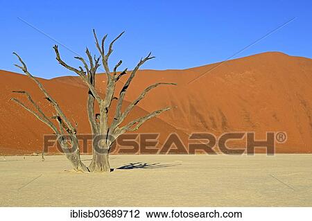 "Dead Camel Thorn or Giraffe Thorn (Acacia erioloba) in the evening light, Deadvlei, Sossusvlei, Namib-Naukluft Park, Namib Desert, Namibia, Africa" View Large Photo Image Stock Image - "Dead Camel Thorn or Giraffe Thorn (Acacia erioloba) in the evening light, Deadvlei, Sossusvlei, Namib-Naukluft Park, Namib Desert, Namibia, Africa". Fotosearch