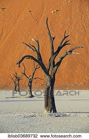 "Dead Camel Thorn or Giraffe Thorn (Acacia erioloba) trees in the evening light, Deadvlei, Sossusvlei, Namib-Naukluft Park, Namib Desert, Namibia, Africa" View Large Photo Image Stock Image - "Dead Camel Thorn or Giraffe Thorn (Acacia erioloba) trees in the evening light, Deadvlei, Sossusvlei, Namib-Naukluft Park, Namib Desert, Namibia, Africa". Fotosearch