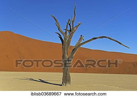 "Dead Camel Thorn or Giraffe Thorn (Acacia erioloba) in the evening light, Deadvlei, Sossusvlei, Namib-Naukluft Park, Namib Desert, Namibia, Africa" View Large Photo Image Stock Photo - "Dead Camel Thorn or Giraffe Thorn (Acacia erioloba) in the evening light, Deadvlei, Sossusvlei, Namib-Naukluft Park, Namib Desert, Namibia, Africa". Fotosearch