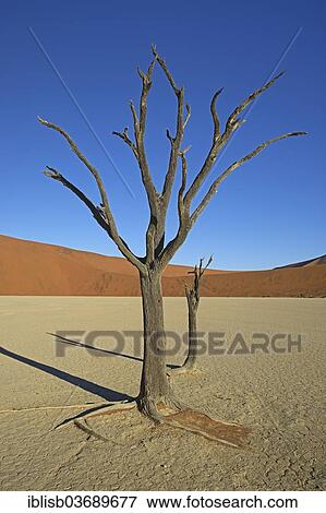 Stock Photo - "Dead Camel Thorn or Giraffe Thorn (Acacia erioloba) trees in the evening light, Deadvlei, Sossusvlei, Namib-Naukluft Park, Namib Desert, Namibia, Africa". Fotosearch