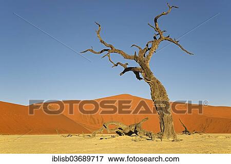 "Dead Camel Thorn or Giraffe Thorn (Acacia erioloba) in the evening light, Deadvlei, Sossusvlei, Namib-Naukluft Park, Namib Desert, Namibia, Africa" View Large Photo Image Stock Photo - "Dead Camel Thorn or Giraffe Thorn (Acacia erioloba) in the evening light, Deadvlei, Sossusvlei, Namib-Naukluft Park, Namib Desert, Namibia, Africa". Fotosearch