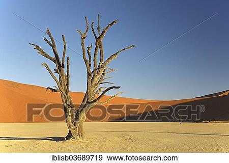 "Dead Camel Thorn or Giraffe Thorn (Acacia erioloba) in the evening light, Deadvlei, Sossusvlei, Namib-Naukluft Park, Namib Desert, Namibia, Africa" View Large Photo Image Stock Photo - "Dead Camel Thorn or Giraffe Thorn (Acacia erioloba) in the evening light, Deadvlei, Sossusvlei, Namib-Naukluft Park, Namib Desert, Namibia, Africa". Fotosearch